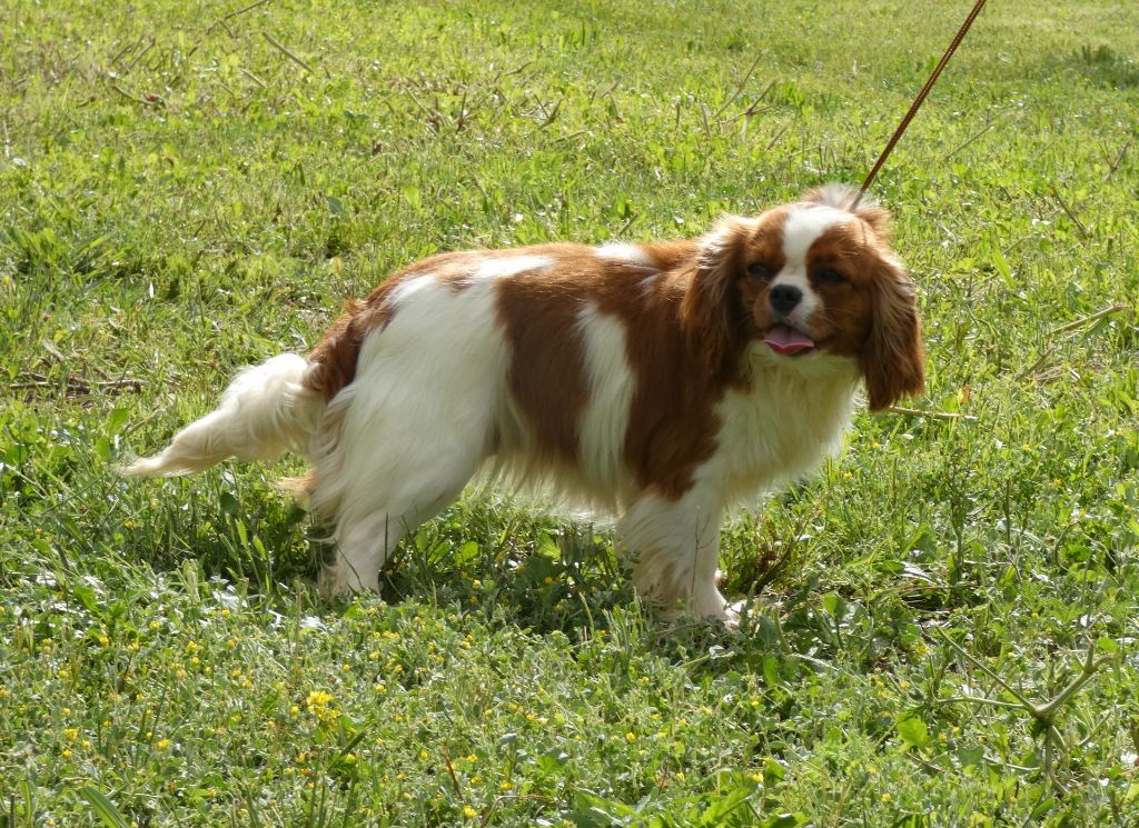 Texas des Cavaliers De Saint Clou