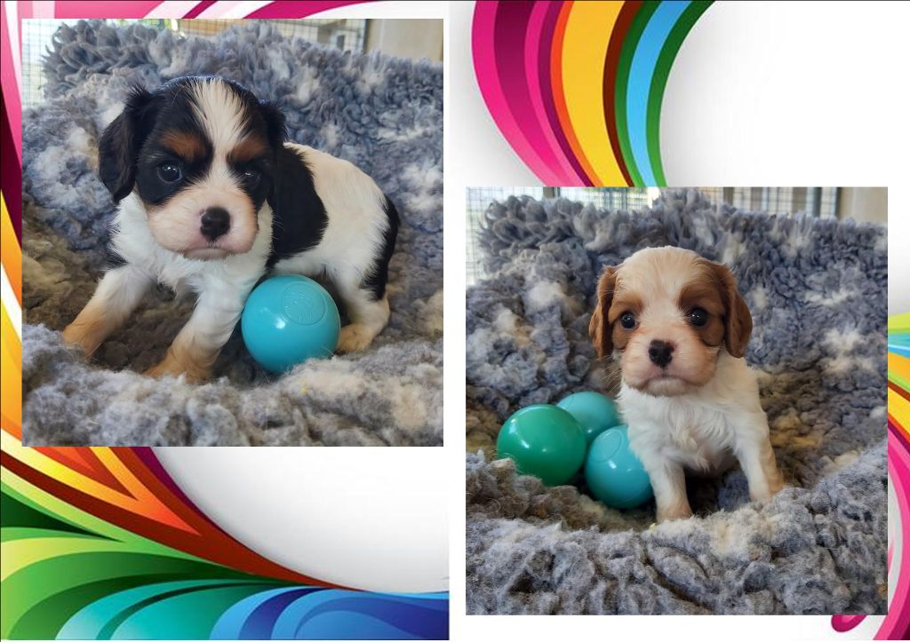 chiot Cavalier King Charles Spaniel des Cavaliers De Saint Clou