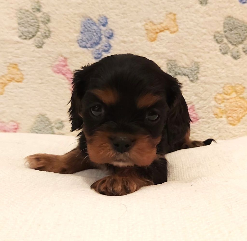 des Cavaliers De Saint Clou - Chiot disponible  - Cavalier King Charles Spaniel