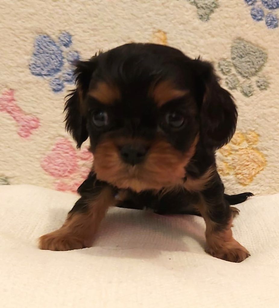 des Cavaliers De Saint Clou - Chiot disponible  - Cavalier King Charles Spaniel