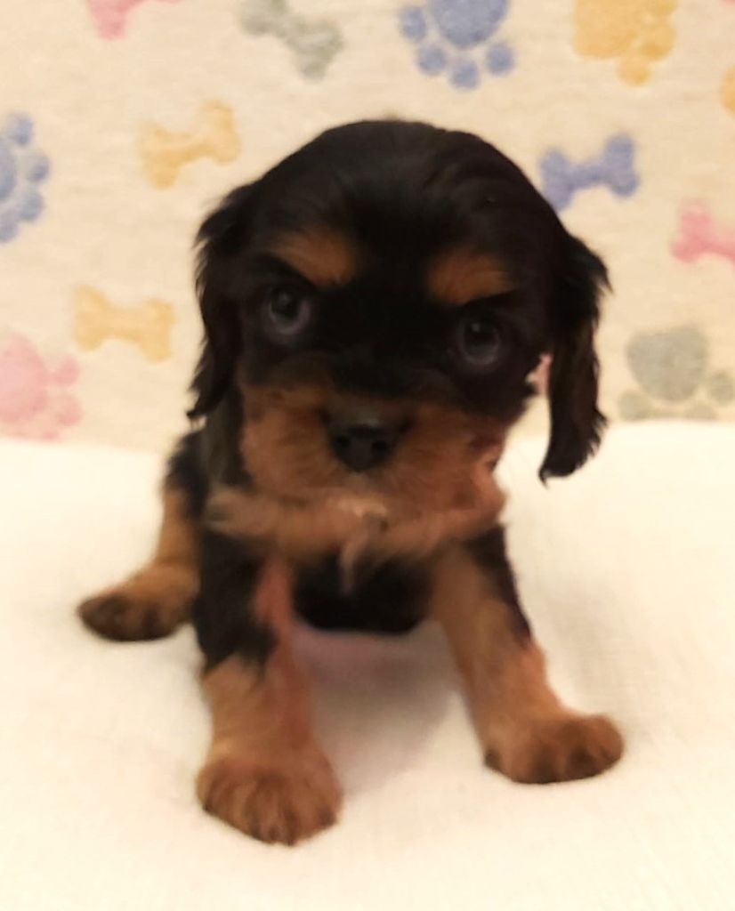 des Cavaliers De Saint Clou - Chiot disponible  - Cavalier King Charles Spaniel