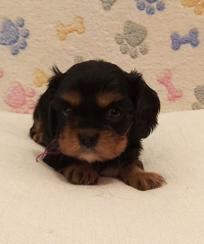 des Cavaliers De Saint Clou - Chiot disponible  - Cavalier King Charles Spaniel