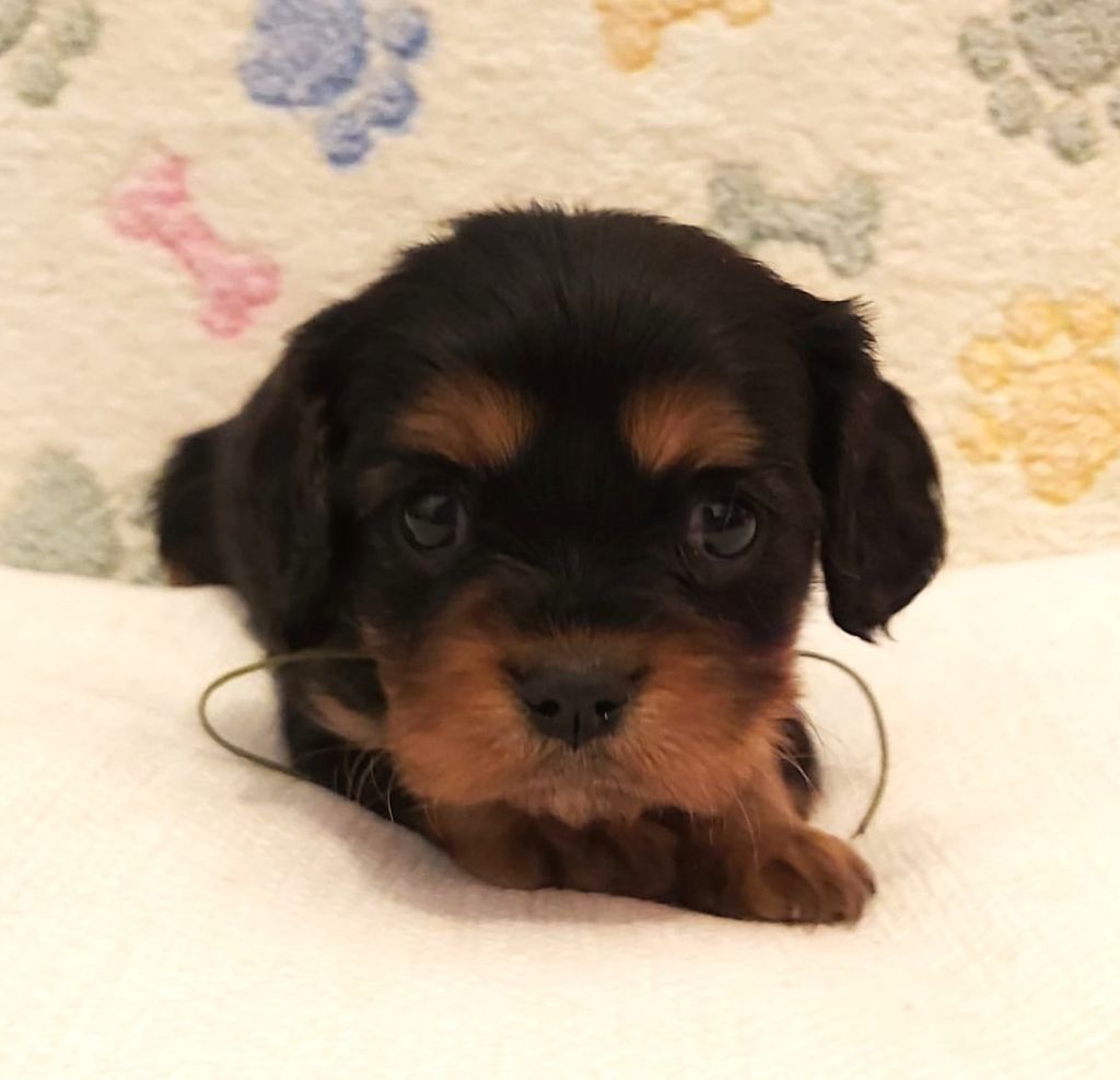 des Cavaliers De Saint Clou - Chiot disponible  - Cavalier King Charles Spaniel