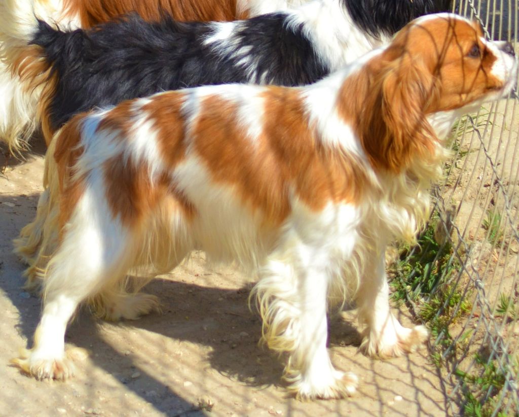 Raïna des Cavaliers De Saint Clou