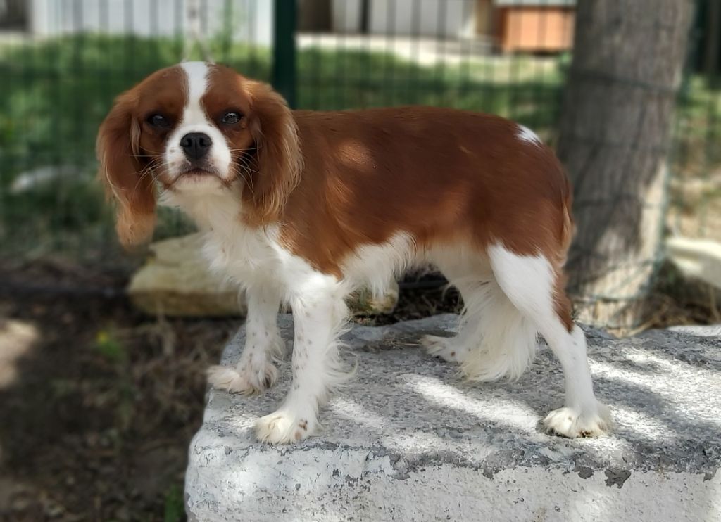 Shaya des Cavaliers De Saint Clou