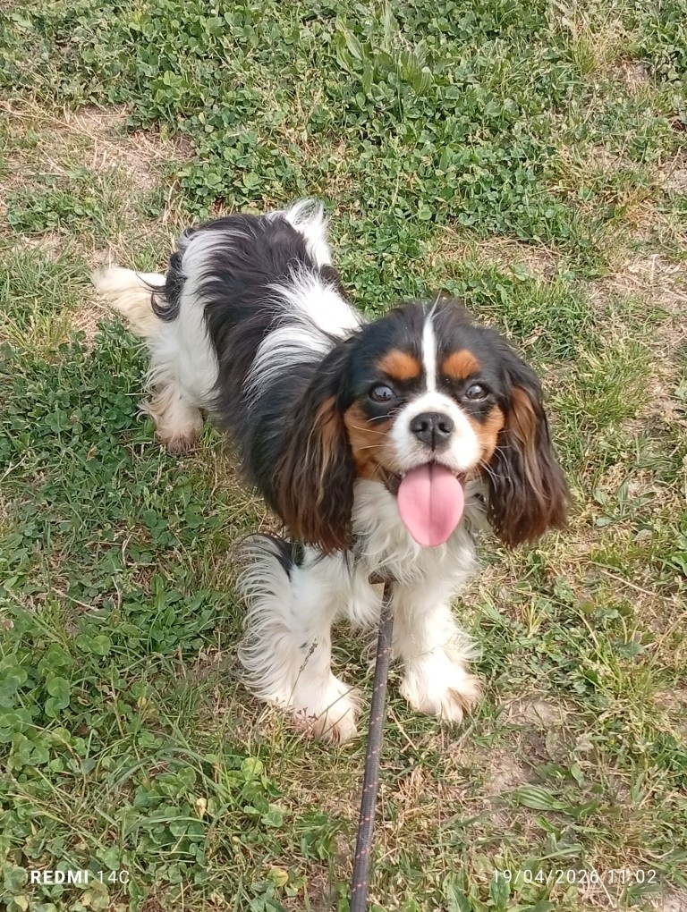 Abby des Cavaliers De Saint Clou