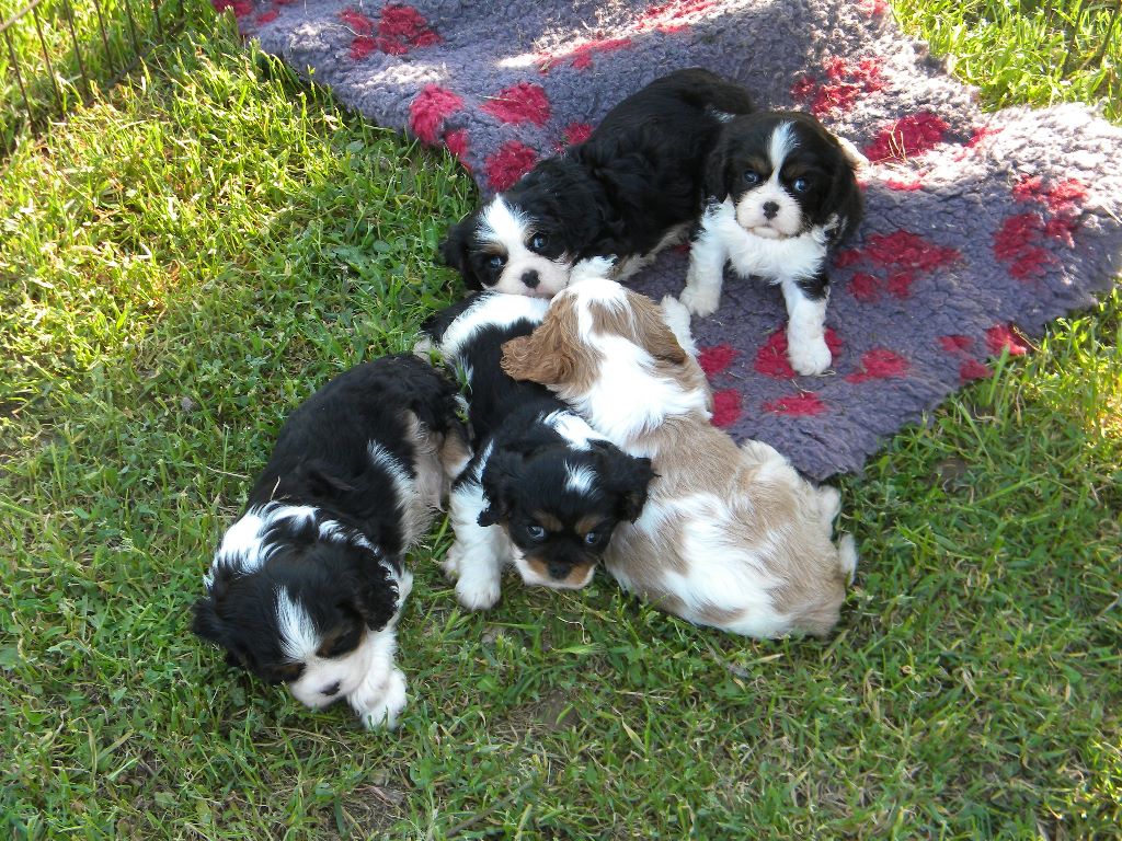 des Cavaliers De Saint Clou - Cavalier King Charles Spaniel - Portée née le 08/04/2017