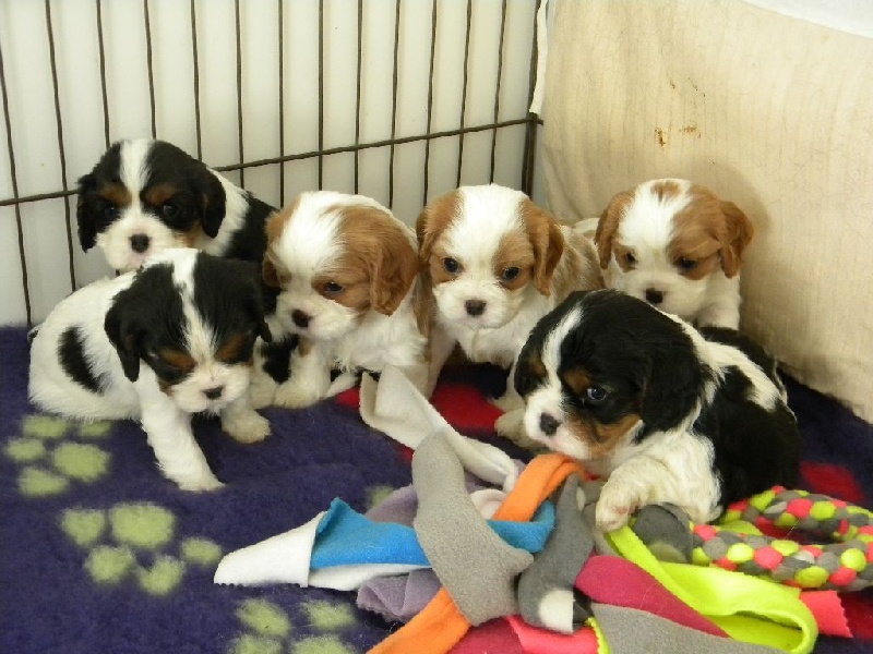 des Cavaliers De Saint Clou - Cavalier King Charles Spaniel - Portée née le 02/10/2014