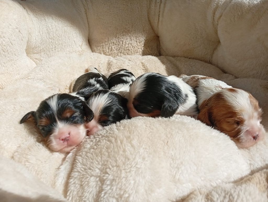 des Cavaliers De Saint Clou - Chiots disponibles - Cavalier King Charles Spaniel