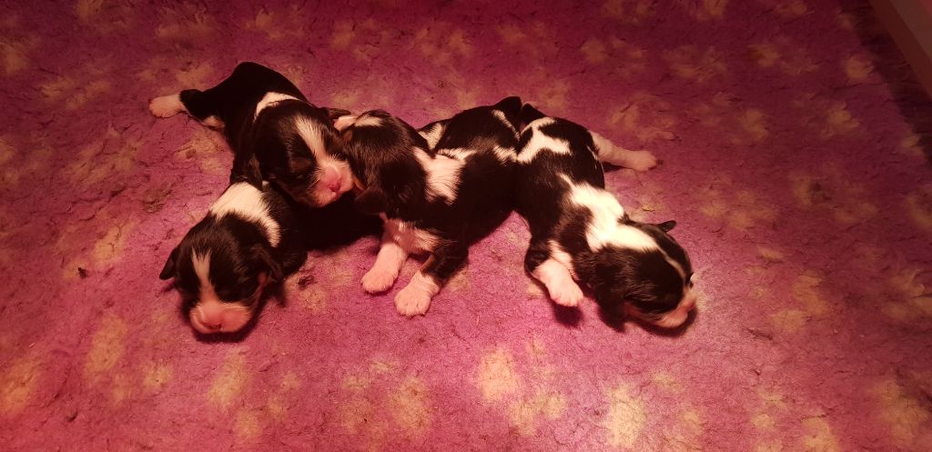 des Cavaliers De Saint Clou - Cavalier King Charles Spaniel - Portée née le 04/11/2019