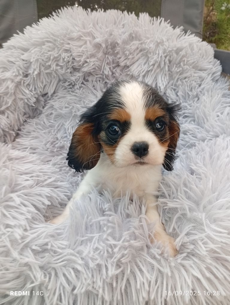 des Cavaliers De Saint Clou - Chiots disponibles - Cavalier King Charles Spaniel