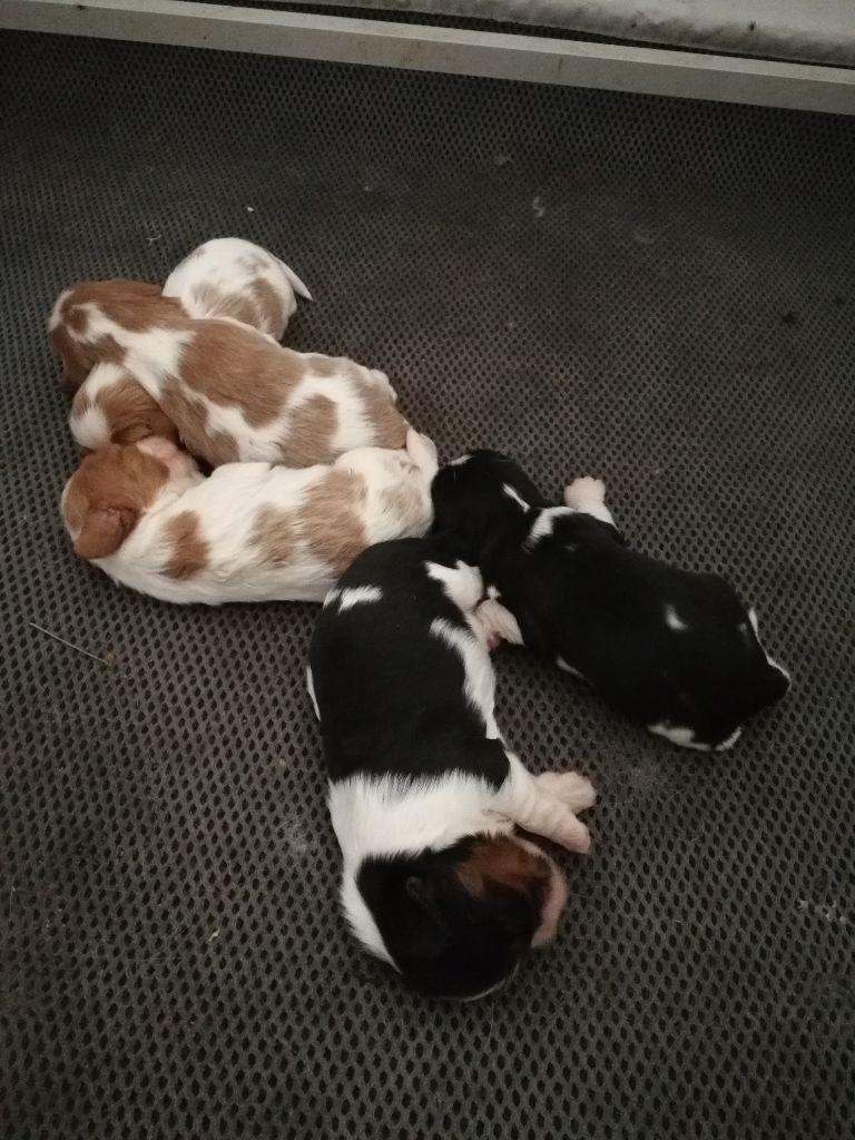 des Cavaliers De Saint Clou - Cavalier King Charles Spaniel - Portée née le 12/09/2018