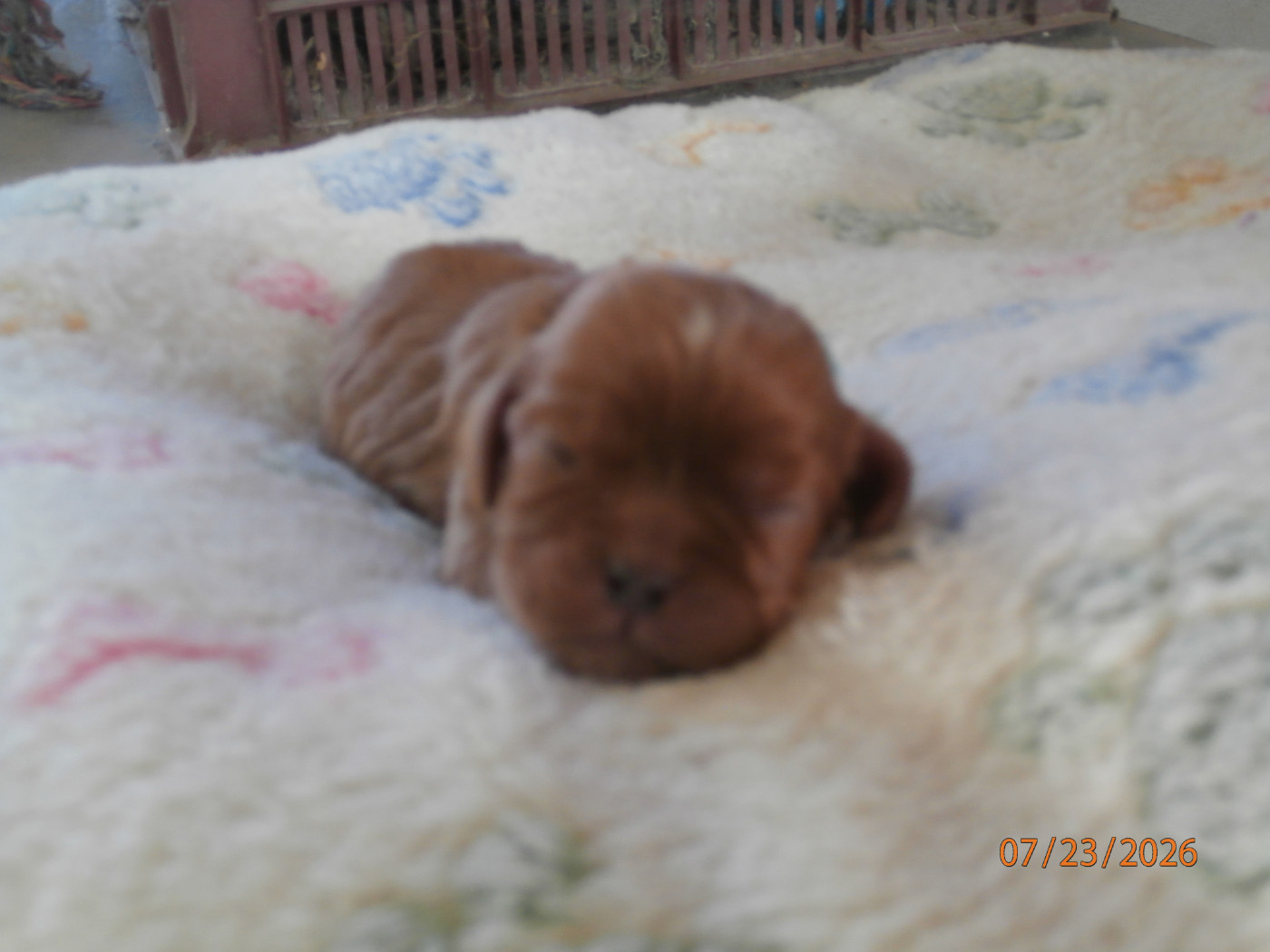 des Cavaliers De Saint Clou - Chiots disponibles - Cavalier King Charles Spaniel