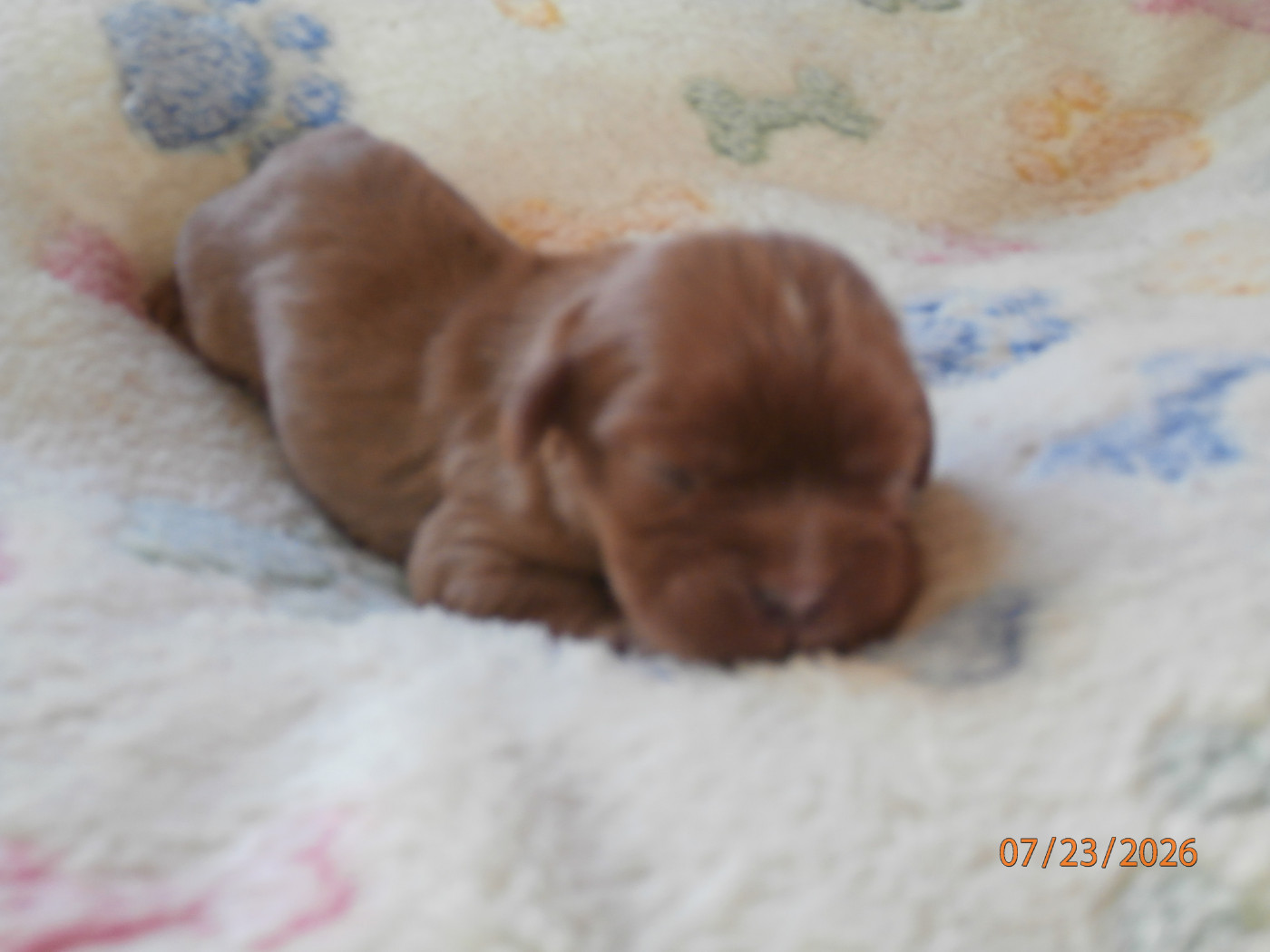 des Cavaliers De Saint Clou - Chiots disponibles - Cavalier King Charles Spaniel