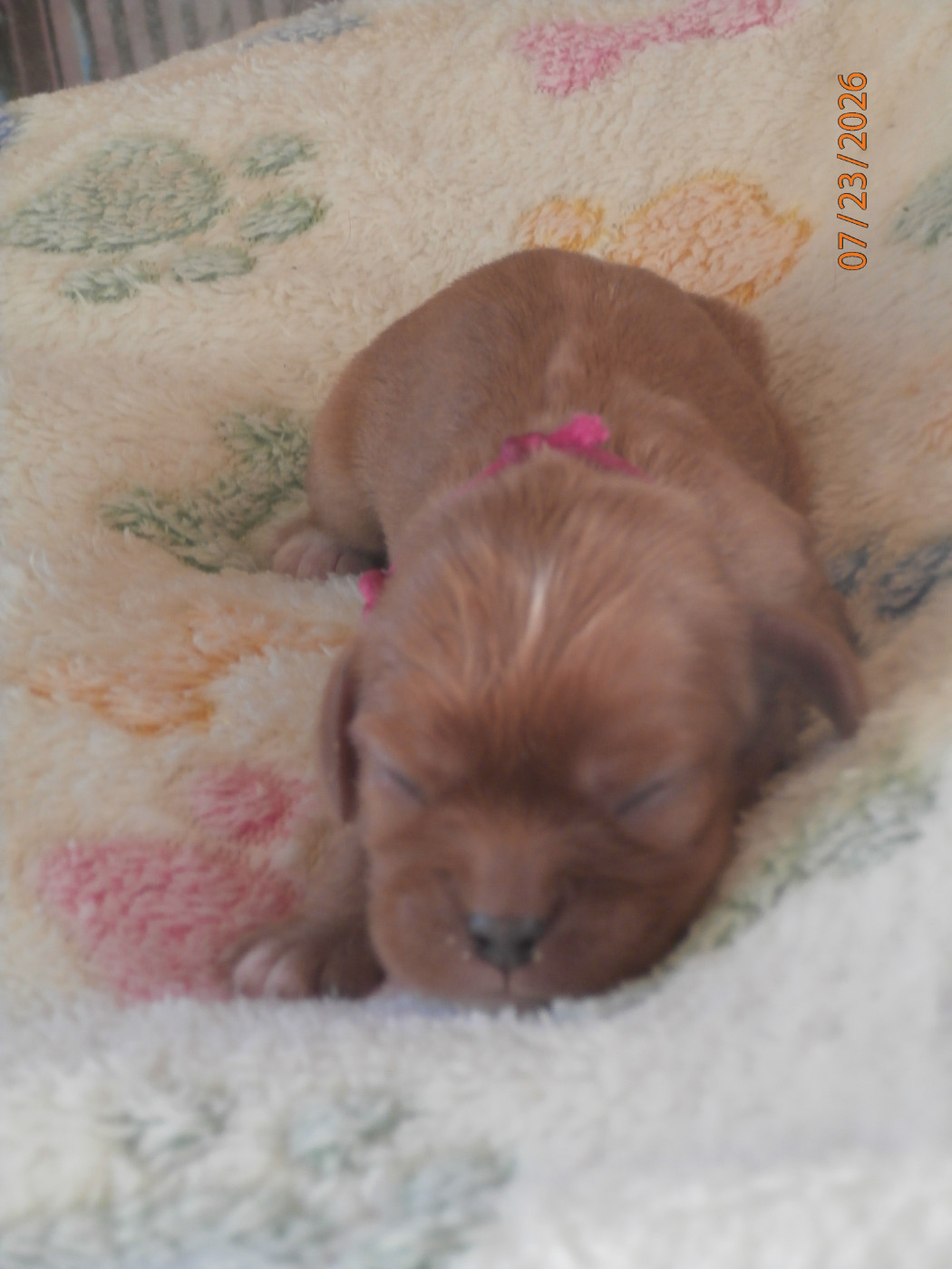 des Cavaliers De Saint Clou - Chiots disponibles - Cavalier King Charles Spaniel
