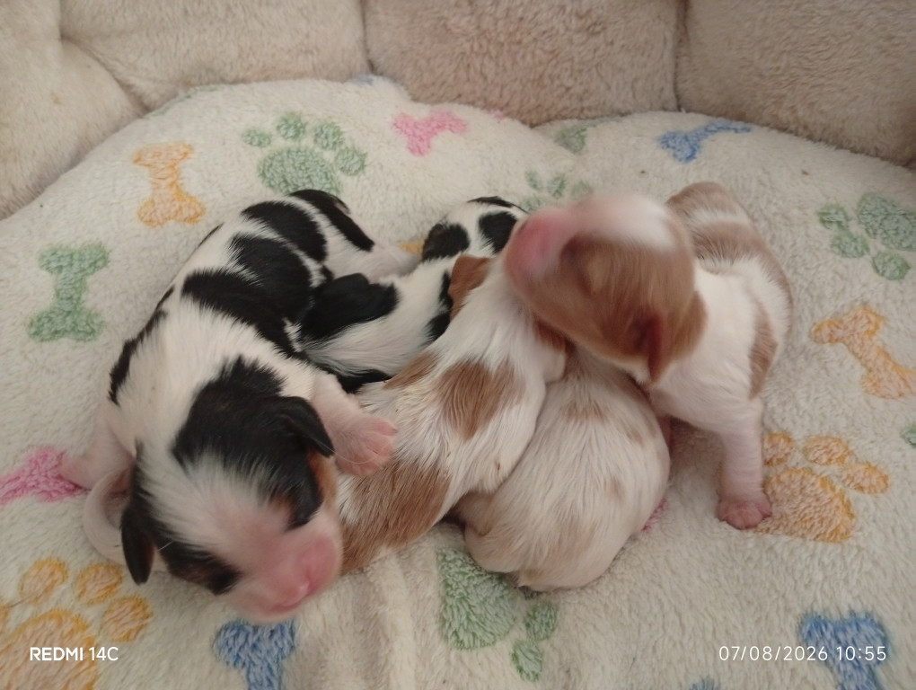 Chiot Cavalier King Charles Spaniel des Cavaliers De Saint Clou