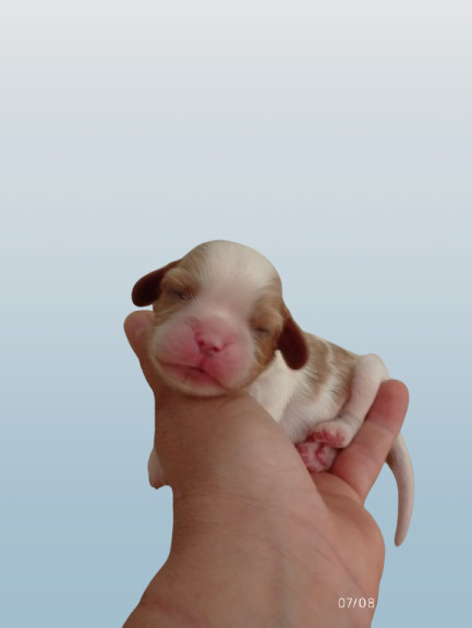 des Cavaliers De Saint Clou - Chiots disponibles - Cavalier King Charles Spaniel