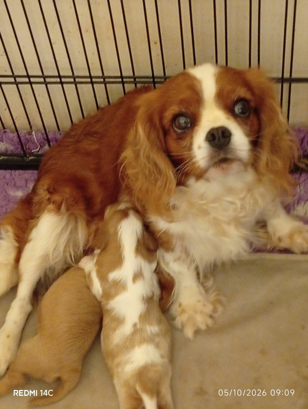 Chiot Cavalier King Charles Spaniel des Cavaliers De Saint Clou