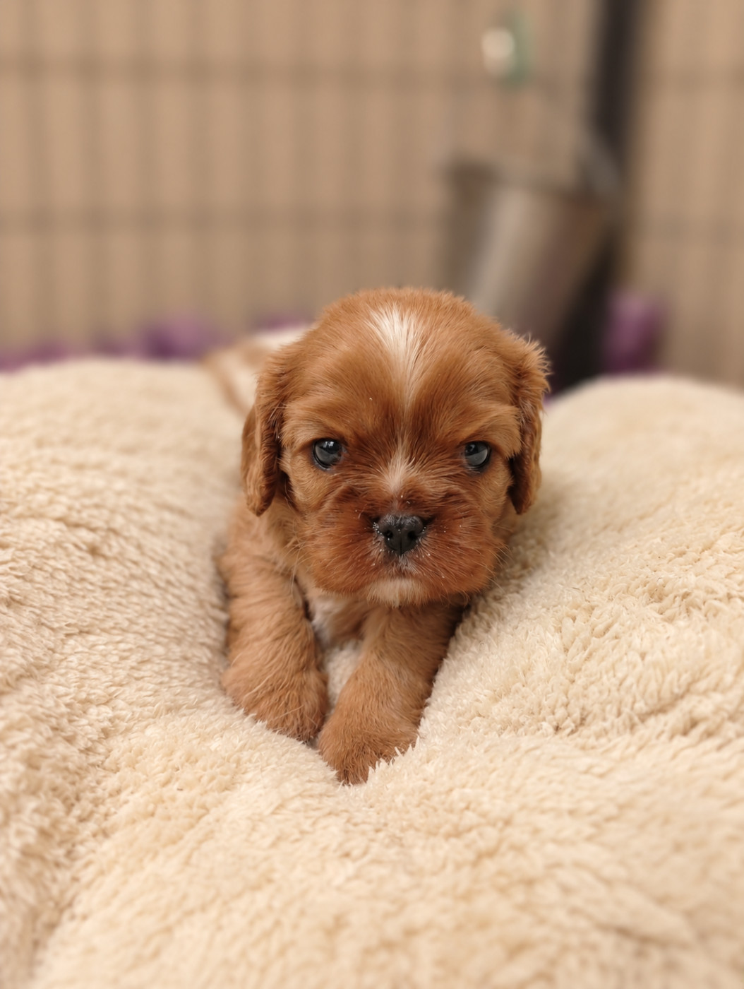 des Cavaliers De Saint Clou - Chiots disponibles - Cavalier King Charles Spaniel
