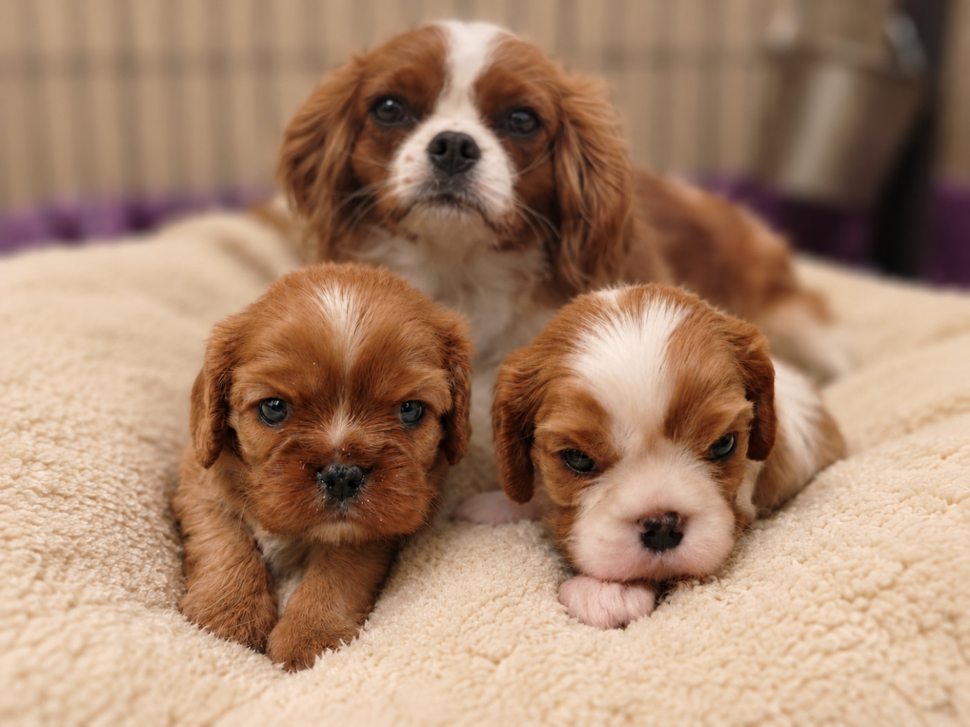Chiot Cavalier King Charles Spaniel des Cavaliers De Saint Clou