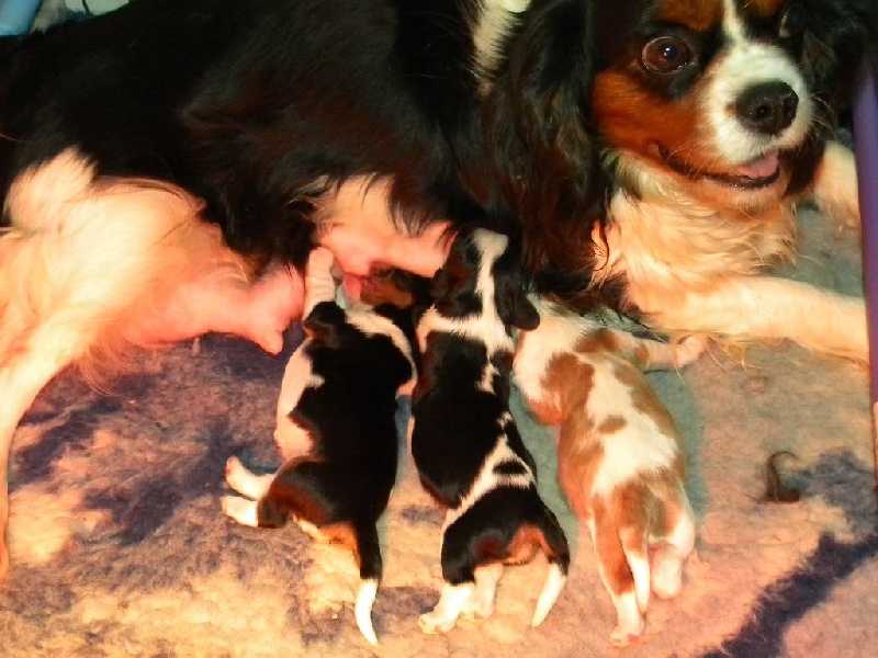 des Cavaliers De Saint Clou - Cavalier King Charles Spaniel - Portée née le 22/03/2015