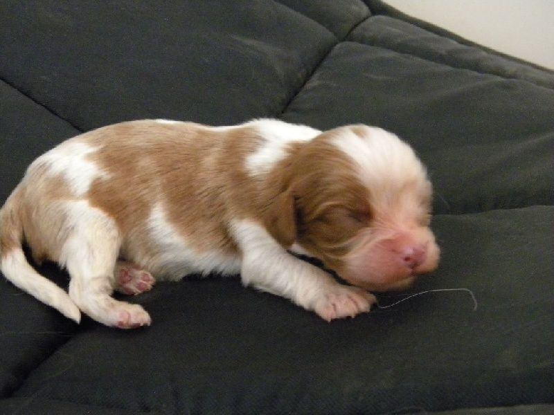 des Cavaliers De Saint Clou - Cavalier King Charles Spaniel - Portée née le 31/08/2016