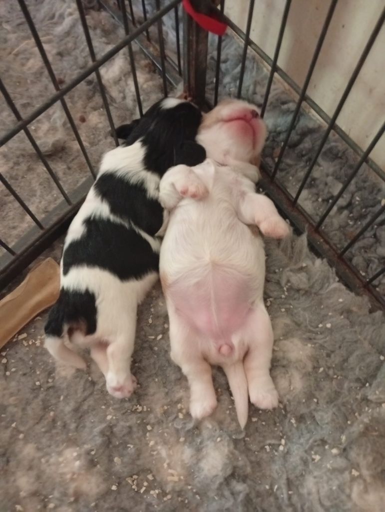 Chiot Cavalier King Charles Spaniel des Cavaliers De Saint Clou