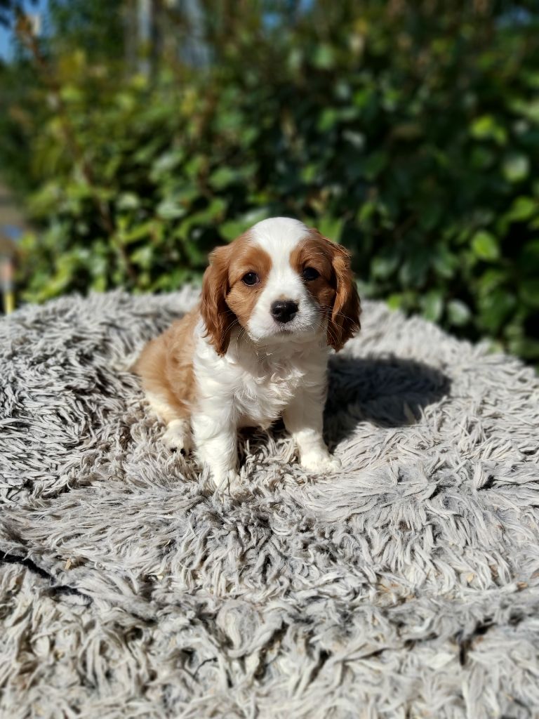 des Cavaliers De Saint Clou - Cavalier King Charles Spaniel - Portée née le 10/07/2023