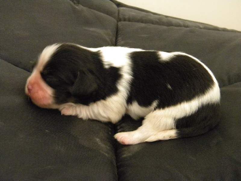 des Cavaliers De Saint Clou - Cavalier King Charles Spaniel - Portée née le 30/08/2016