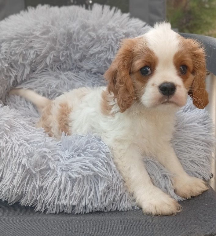 des Cavaliers De Saint Clou - Chiots disponibles - Cavalier King Charles Spaniel