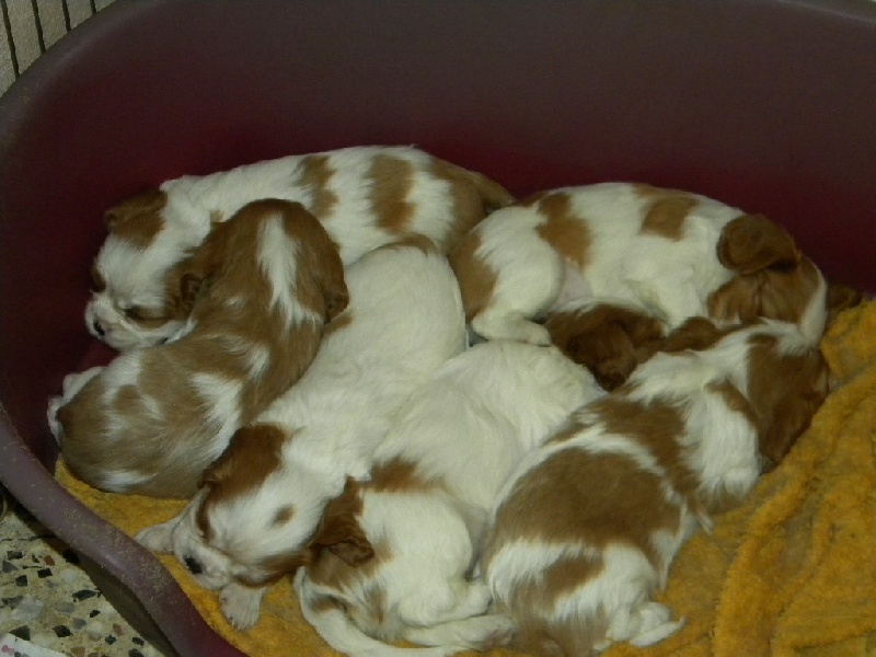 des Cavaliers De Saint Clou - Cavalier King Charles Spaniel - Portée née le 01/01/2011
