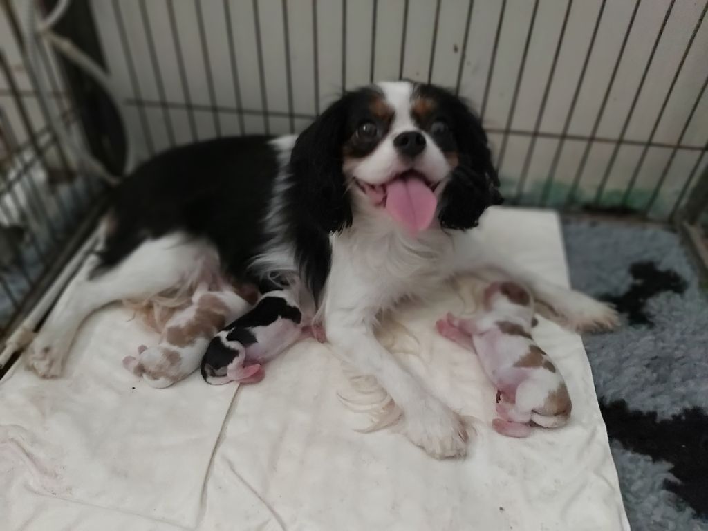 des Cavaliers De Saint Clou - Cavalier King Charles Spaniel - Portée née le 02/09/2022