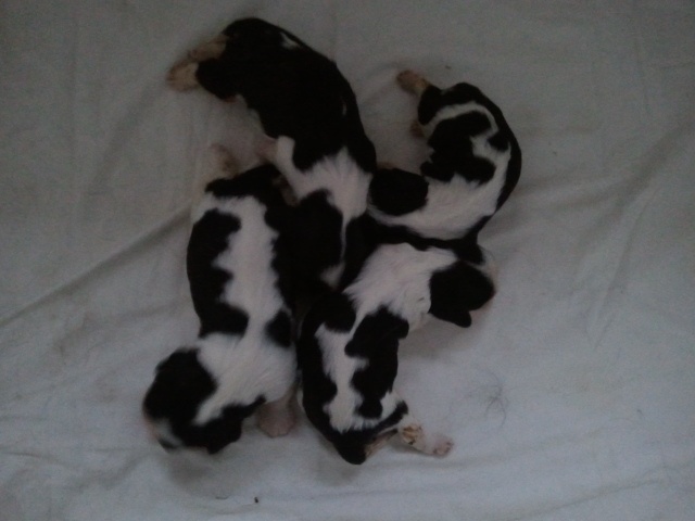 des Cavaliers De Saint Clou - Cavalier King Charles Spaniel - Portée née le 18/09/2012