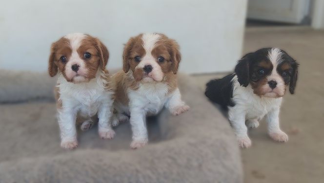 Chiot Cavalier King Charles Spaniel des Cavaliers De Saint Clou