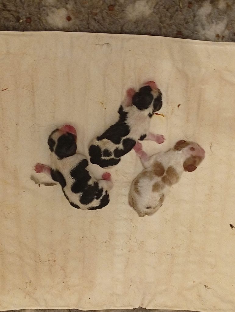 des Cavaliers De Saint Clou - Chiots disponibles - Cavalier King Charles Spaniel