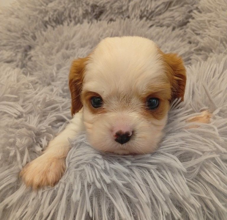 des Cavaliers De Saint Clou - Chiots disponibles - Cavalier King Charles Spaniel