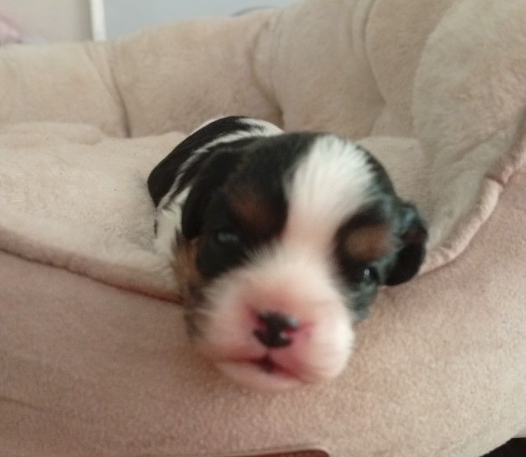 des Cavaliers De Saint Clou - Chiots disponibles - Cavalier King Charles Spaniel
