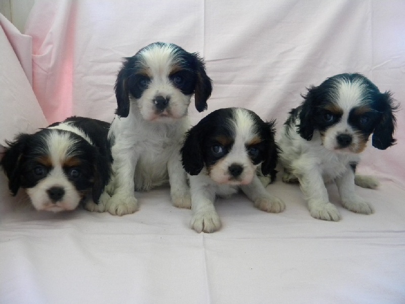 des Cavaliers De Saint Clou - Cavalier King Charles Spaniel - Portée née le 18/08/2013