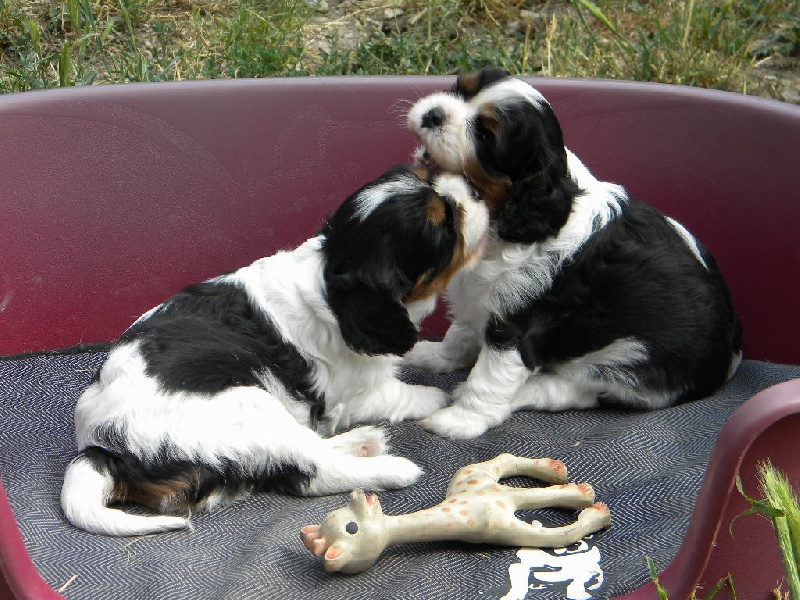 des Cavaliers De Saint Clou - Cavalier King Charles Spaniel - Portée née le 11/05/2010