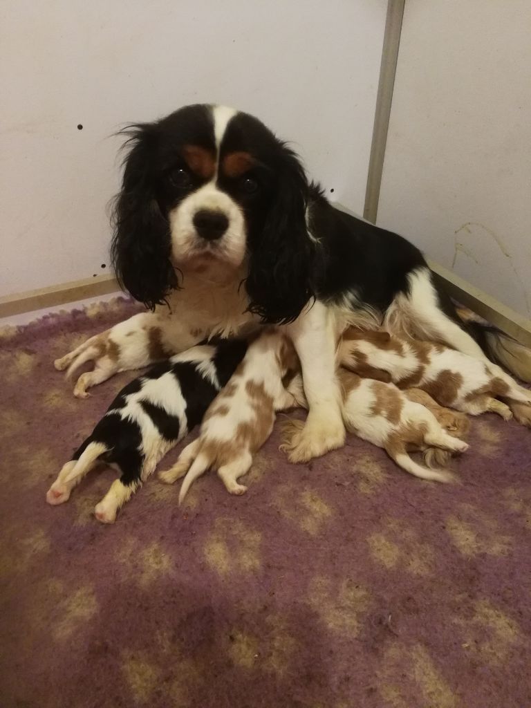 des Cavaliers De Saint Clou - Cavalier King Charles Spaniel - Portée née le 30/10/2018