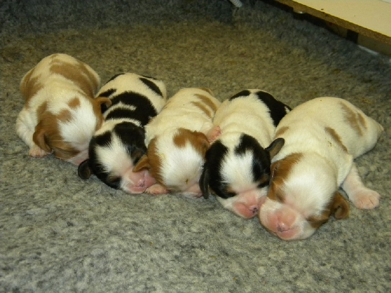 des Cavaliers De Saint Clou - Cavalier King Charles Spaniel - Portée née le 20/01/2014