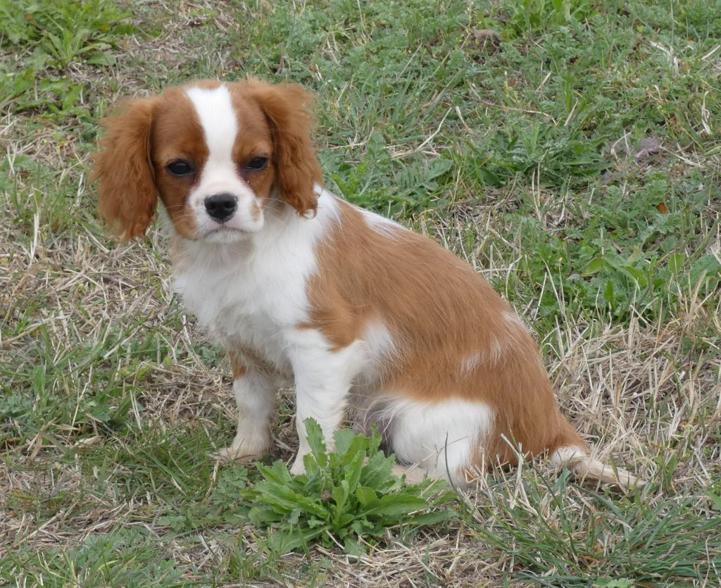 des Cavaliers De Saint Clou - Cavalier King Charles Spaniel - Portée née le 05/12/2022