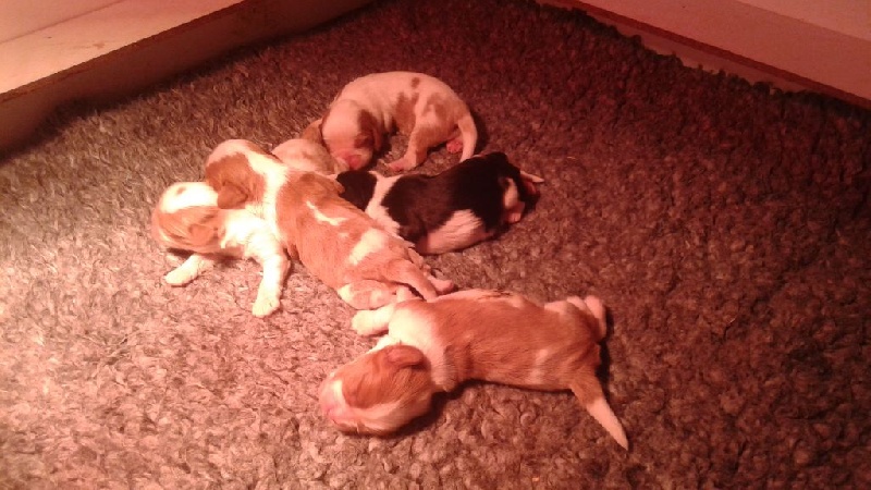 des Cavaliers De Saint Clou - Cavalier King Charles Spaniel - Portée née le 18/08/2016