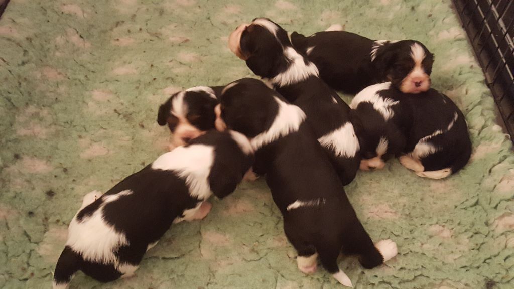 des Cavaliers De Saint Clou - Cavalier King Charles Spaniel - Portée née le 16/11/2017