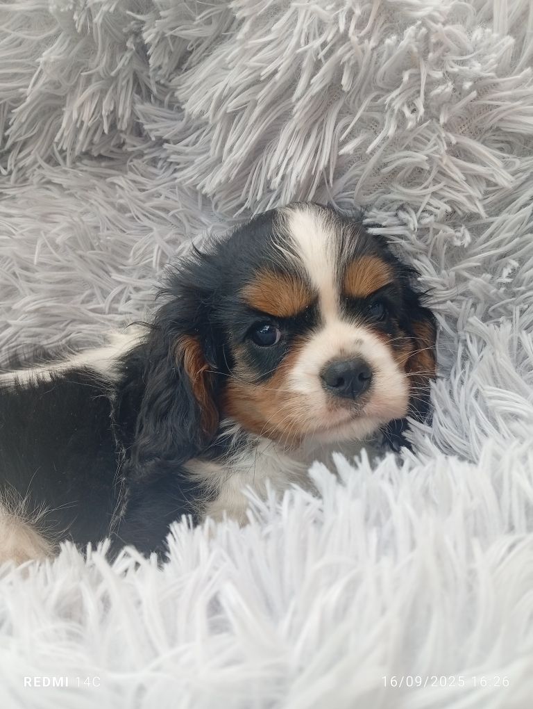 des Cavaliers De Saint Clou - Chiots disponibles - Cavalier King Charles Spaniel