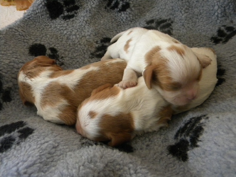 des Cavaliers De Saint Clou - Cavalier King Charles Spaniel - Portée née le 21/03/2012
