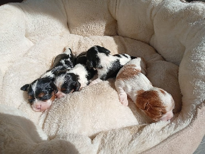 CHIOT 2