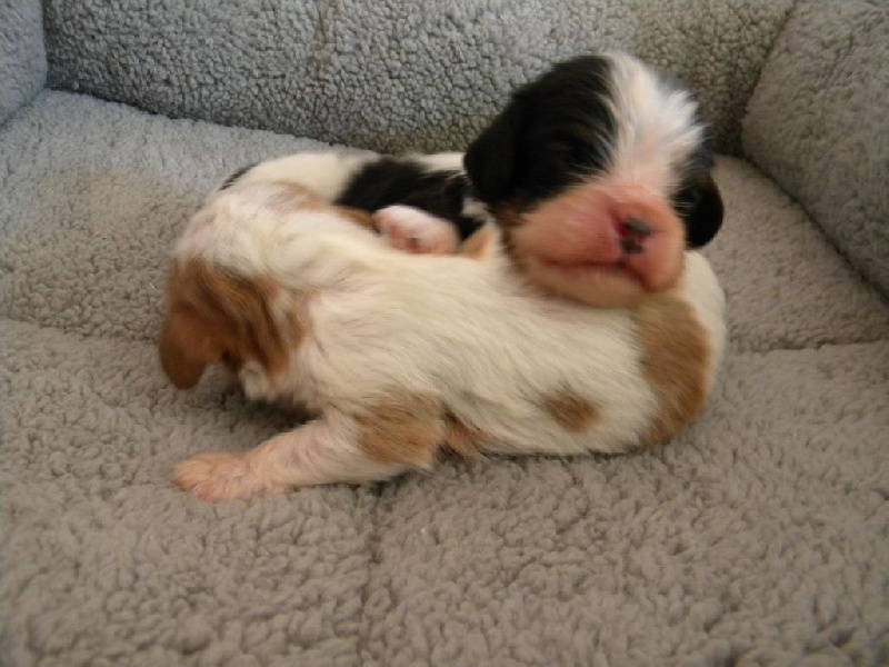 des Cavaliers De Saint Clou - Cavalier King Charles Spaniel - Portée née le 26/02/2016