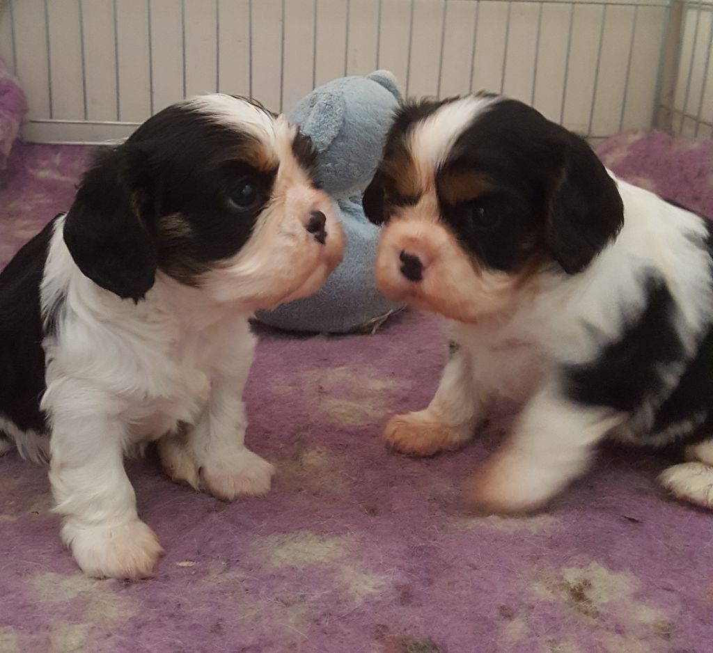 des Cavaliers De Saint Clou - Cavalier King Charles Spaniel - Portée née le 29/10/2017