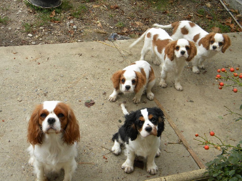 des Cavaliers De Saint Clou - Cavalier King Charles Spaniel - Portée née le 30/05/2010